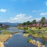 春がいっぱい(加茂川)
