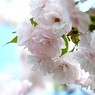 卯月の桜～xxii