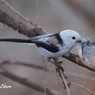 野鳥_Apr2024