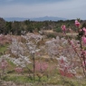 桜の園