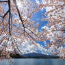 富士山と桜 ウニウニ添え