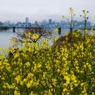 河川敷の花