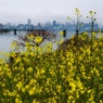 河川敷の花