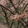 奥多摩湖の桜　５