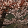 奥多摩湖の桜　６