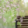 桜のベンチ　
