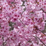 春の花6(桜6)