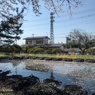 桜と鉄塔と青い池（4月13日）