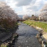 桜に挟まれた川（4月12日）