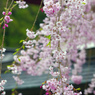 枝垂桜　IMG3081zz