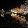 松本城夜桜会　2024年4月14日　-2