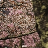 奥多摩湖の桜　８