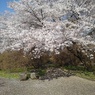 丘の石のベンチと桜（4月13日）