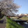 桜のトンネルと橋と堰（4月14日）