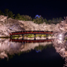 弘前公園 西濠の夜桜