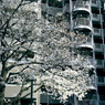 写真エッセイ：東京29：ストリート・スナップ２：桜２