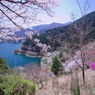 桜の奥多摩湖2