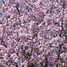 春の里山で6(桜7)