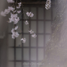 桜の記憶