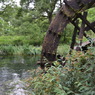 水車のある風景