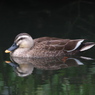 野鳥観察日記　鴨