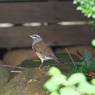 野鳥観察日記　マミチャジナイ