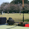 写真エッセイ：さくら公園にて３：野点：NTW506