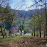 桜の奥多摩湖4