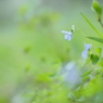菫の森