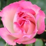 春の薔薇