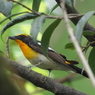野鳥観察日記 キビタキ