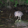野鳥観察日記　ゴイサギ