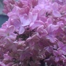 ライラックの花（4月18日）
