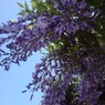青空とフジの花（4月28日）