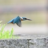 カワセミ②