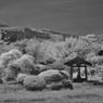 萌えるお寺