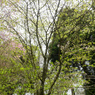 P4250192