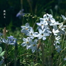 写真句：足もとの春３：ベツレヘムの星／花韮