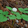 立てば芍薬。