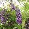 あっという間の花期