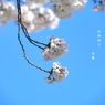 写真句：写真エッセイ：桜４：じ