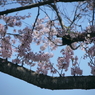 写真句：桜５：さくら姫君