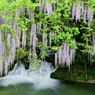 清流に咲く藤の花