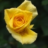 scent of rose