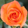 春の薔薇を見に行った