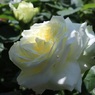 春の薔薇園で