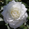 真っ白な薔薇