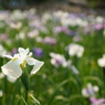 Irises