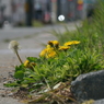 My dear flowers２：道端のたんぽぽ
