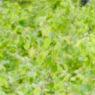 Fresh Green